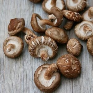 Champignon Shiitake