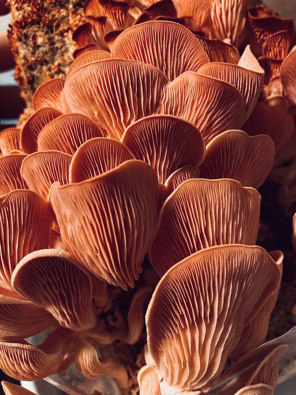mushrooms-7358371_1920