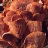 mushrooms-7358371_1920