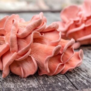 Champignon Pink Oyster