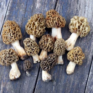 Champignon Morilles