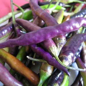 Piment Cayenne Mauve