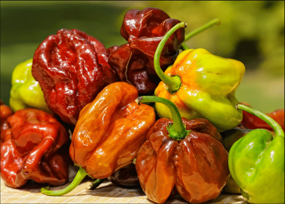 seven pot pepper