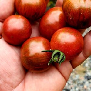 Tomate Purple Bumble Bee