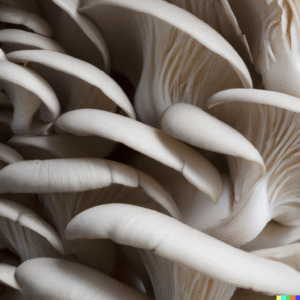Champignon Pleurote