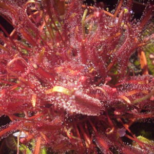 Drosera Capensis Rouge
