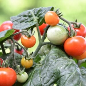 Tomate Micro Regina