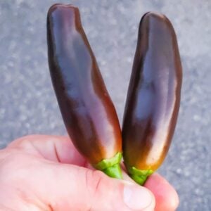 Jalapeño Brun