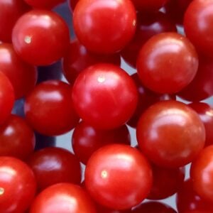 Tomate groseille CandyLand