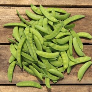 Pois Géant de l'Oregon