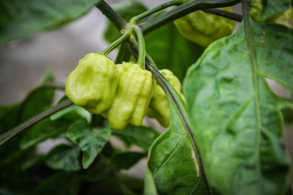 plants-5295235_1280