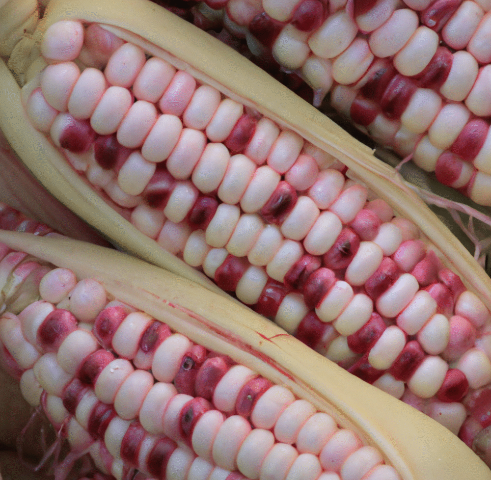 DALL·E 2023-11-15 12.45.31 - blush pink corn in a bunch