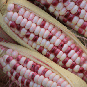 Maïs Popcorn Rose Blush
