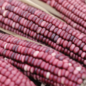 Maïs Hopi Violet