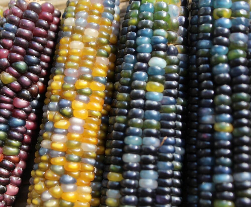 corn-2798026_1920 (1) corn-2798026_1920 (1)