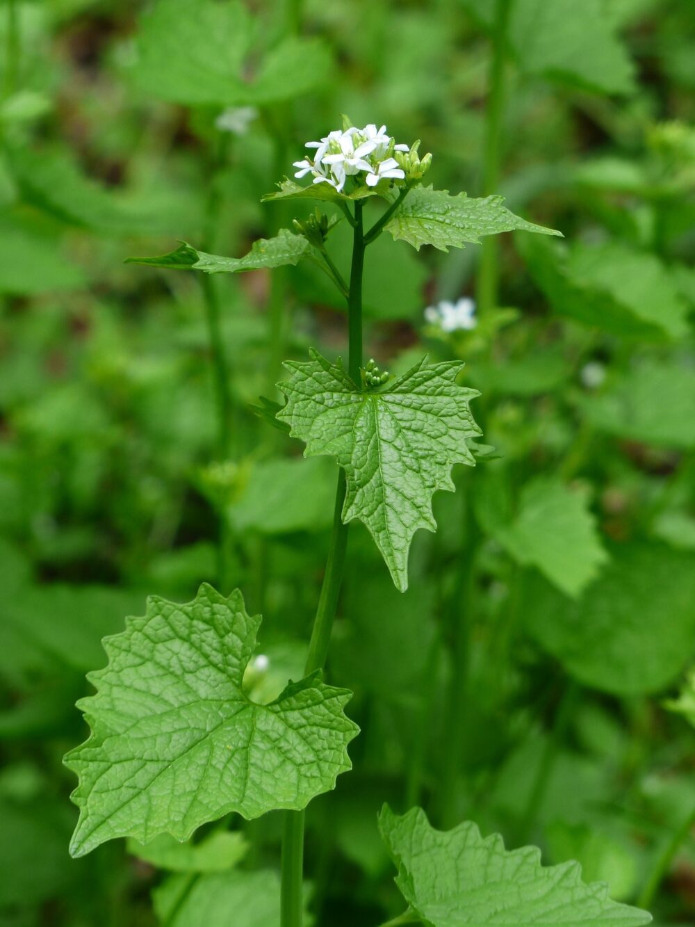 garlic-mustard-115313_1920
