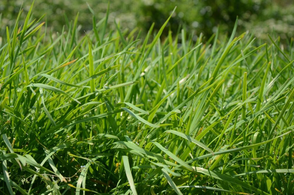 green-5152314_1280