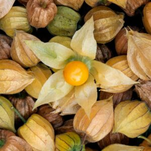 Cerise de Terre Mini (Physalis minima)