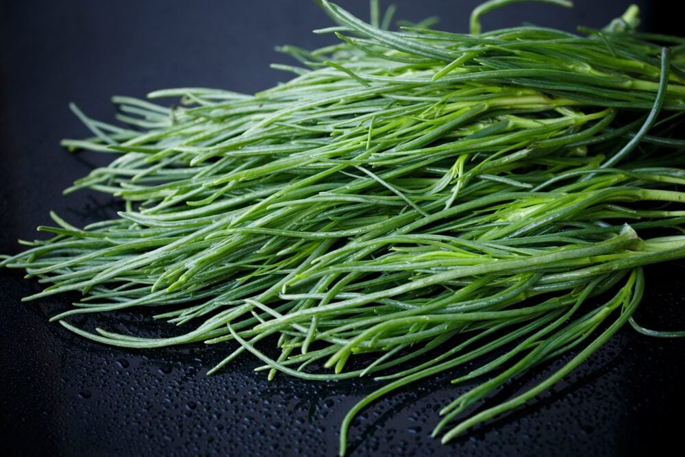saltwort-2521827_1920 saltwort-2521827_1920