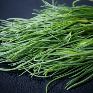 Salsola (Algues Terrestres)