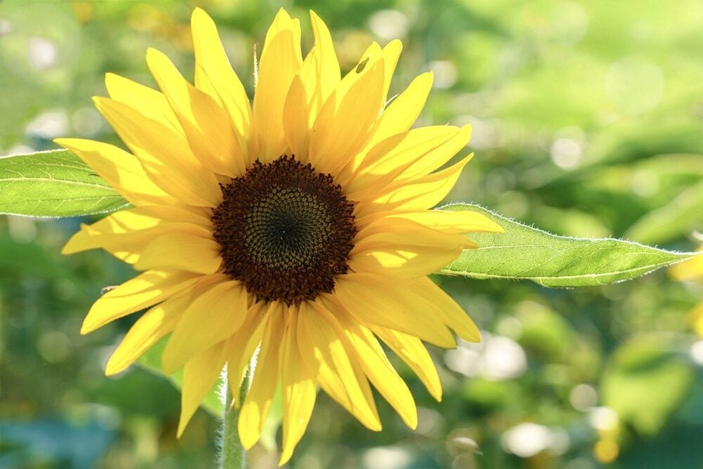 sunflower-8116015_1280 sunflower-8116015_1280