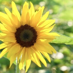 Tournesol Italien Blanc Crème