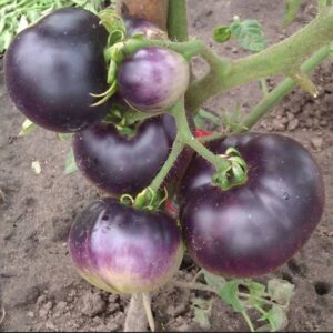 Canary Blue Tomato