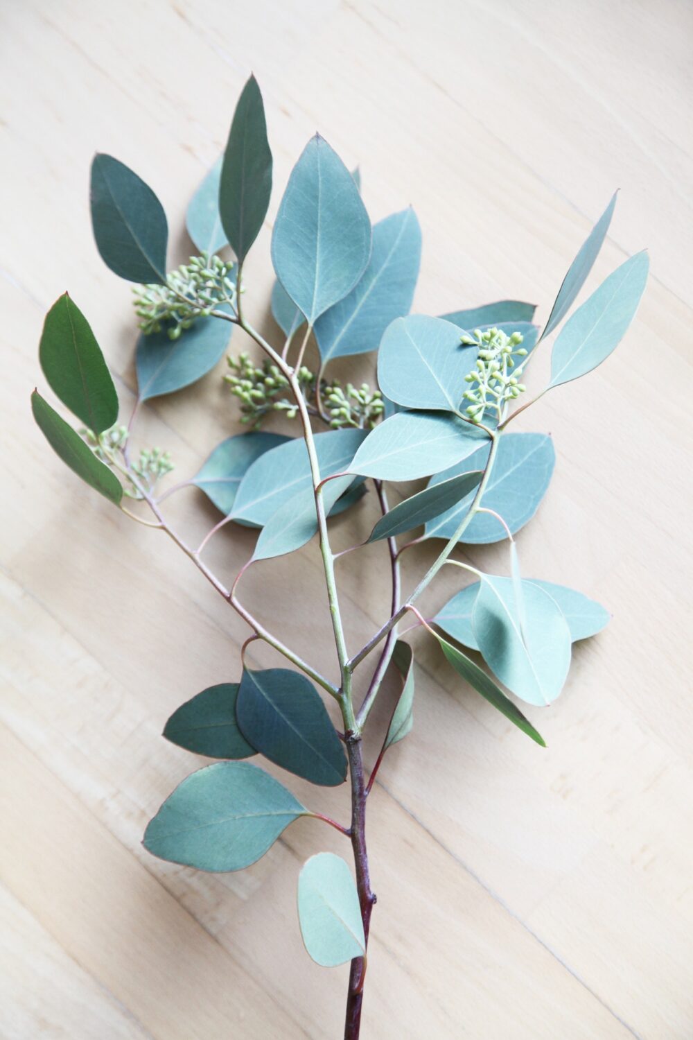 eucalypts-4791910_1920 eucalypts-4791910_1920
