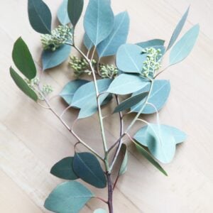 Eucalyptus Neglecta Omeo