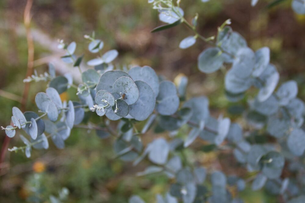 eucalyptus-771994_1280 eucalyptus-771994_1280