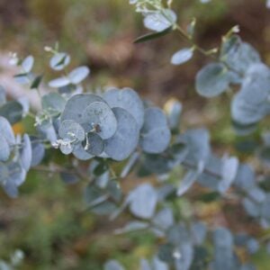 Eucalyptus Book-Leaf Malle