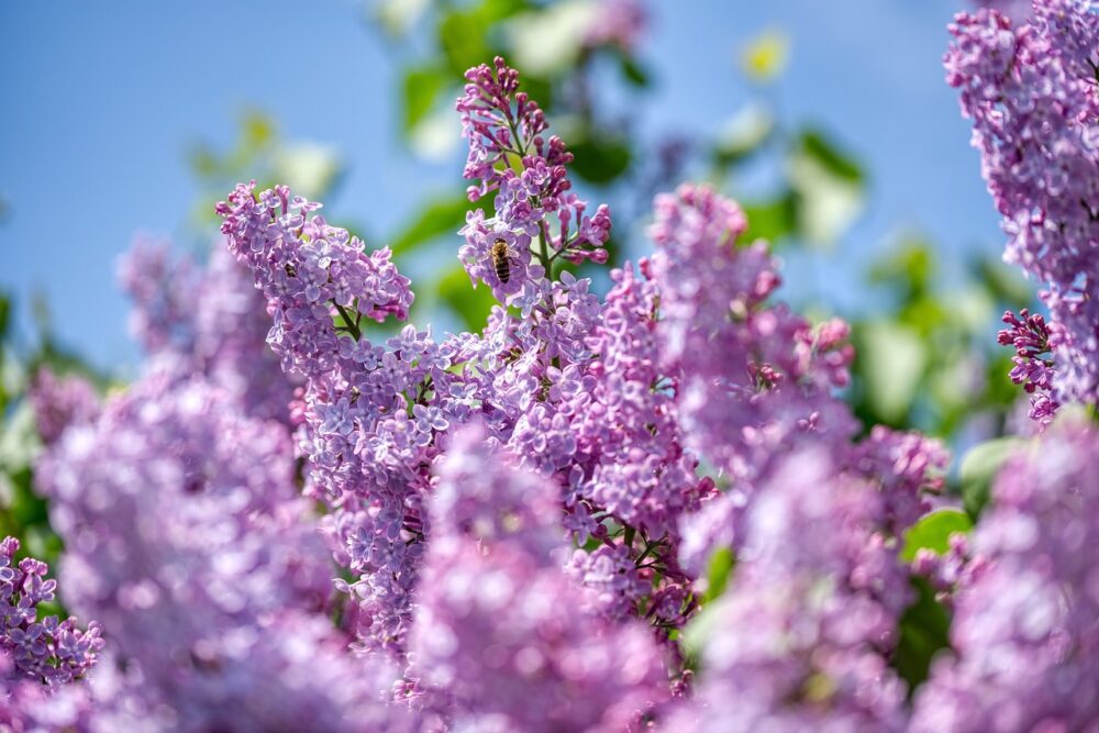 lilac-5061139_1280 lilac-5061139_1280