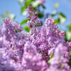 Lilac Villosa Charlie Edwards
