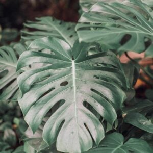Monstera Deliciosa (Monstera Géant)