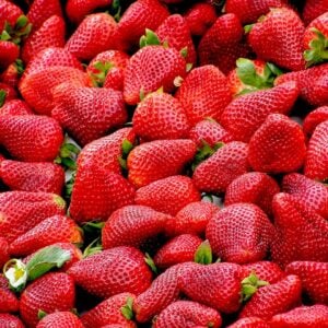 Fraise Fresca