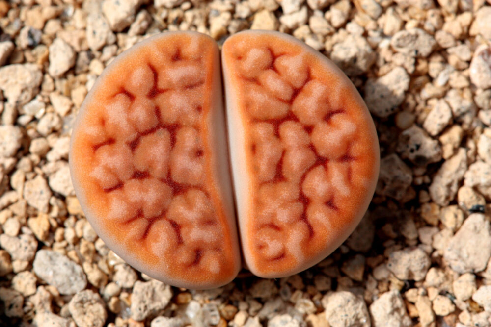 Lithops karasmontana