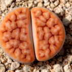 Lithops karasmontana