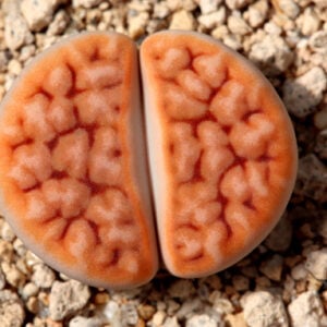Lithops Karasmontana Red Top