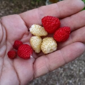 Mix Fraise Alpine Sauvage