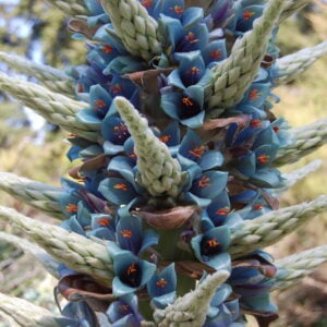 Tour Blue Sapphire Puya Alpestris