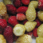 7449084446_d4261c9695_o (1)
