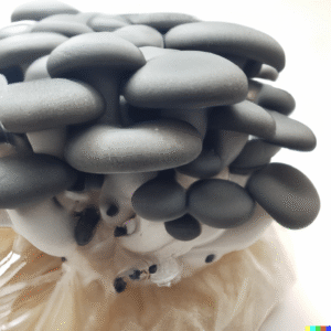 Champignon Perle Noir