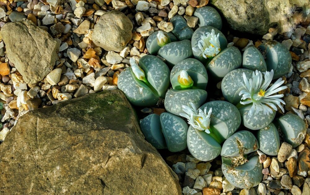lithops-2818654_1280 lithops-2818654_1280