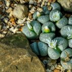 lithops-2818654_1280
