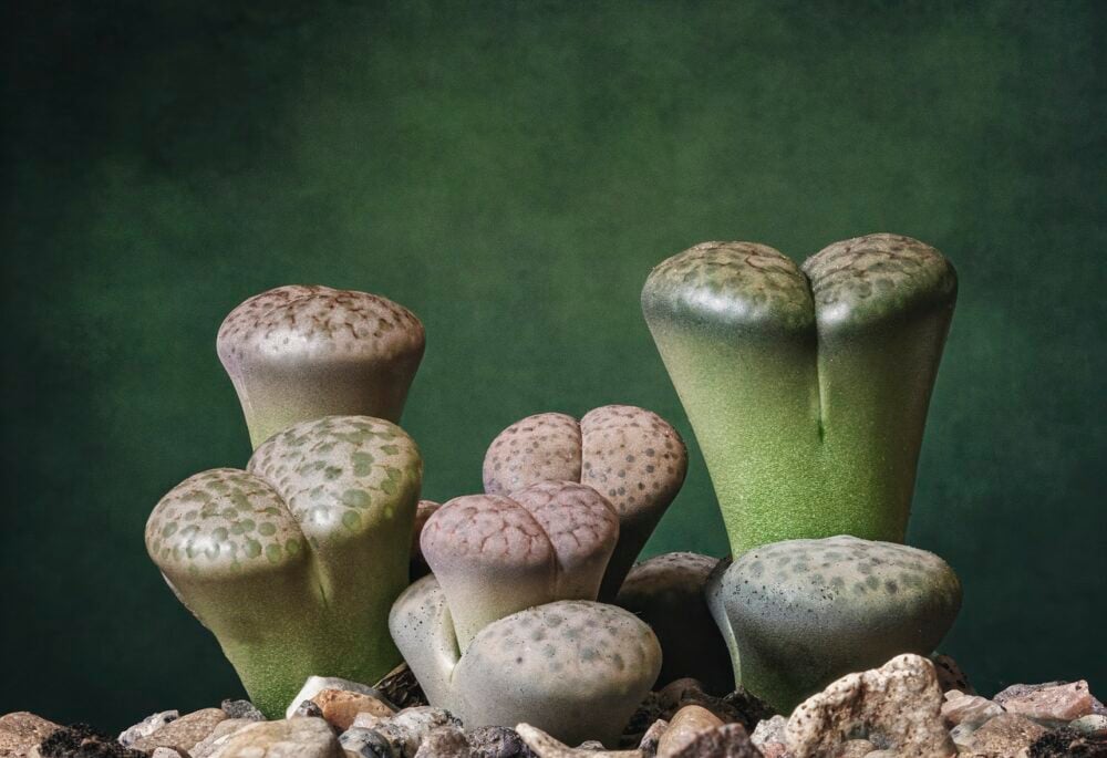 living-stones-6122537_1280 living-stones-6122537_1280