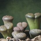 living-stones-6122537_1280