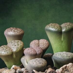 Lithops Olivacea