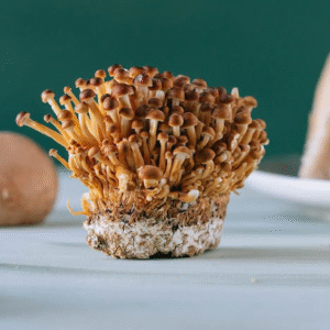 Champignon Nameko