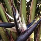 strelitzia-1782636_1280