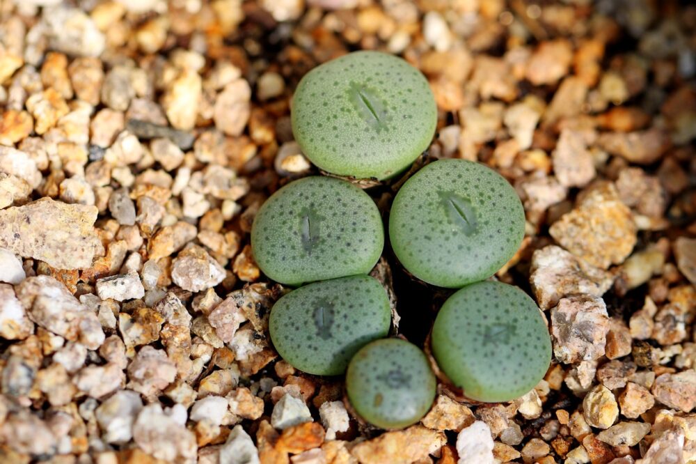 succulents-5781191_1280 succulents-5781191_1280